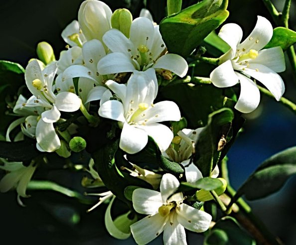  「香味」这几朵香香花，蚊子最不喜，可香气对人们来说却很好闻，花香迷人