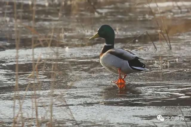  天堂|上万只候鸟赶来，北京密云水库成“鸟的天堂”，你能认出几种？