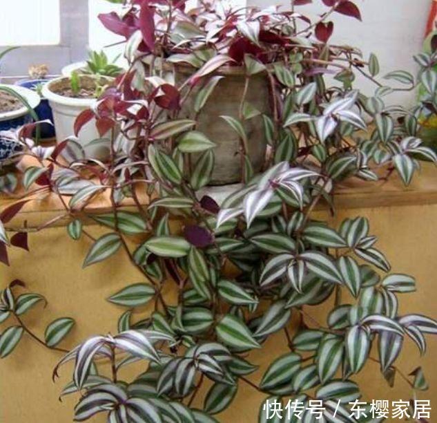  「幸福树」庭院选这几款花，花姿妖娆，养在哪里都爆盆，好运到来