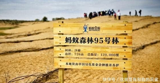  「梭梭树」仙人掌那么抗旱，为何蚂蚁森林却选还是用了梭梭树？