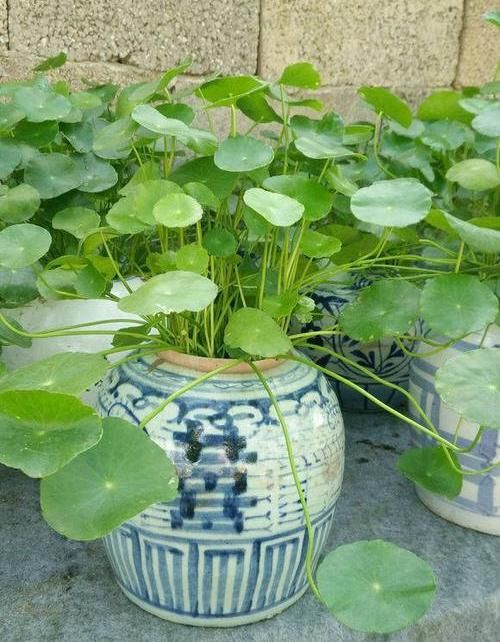  时间■铜钱草太好养，零零散散几根，放在院子里，不到30天长爆盆
