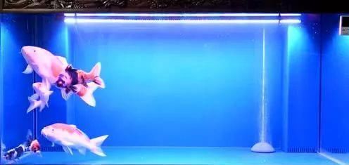  「水质」室内养锦鲤？最起码要有这四个坚持！