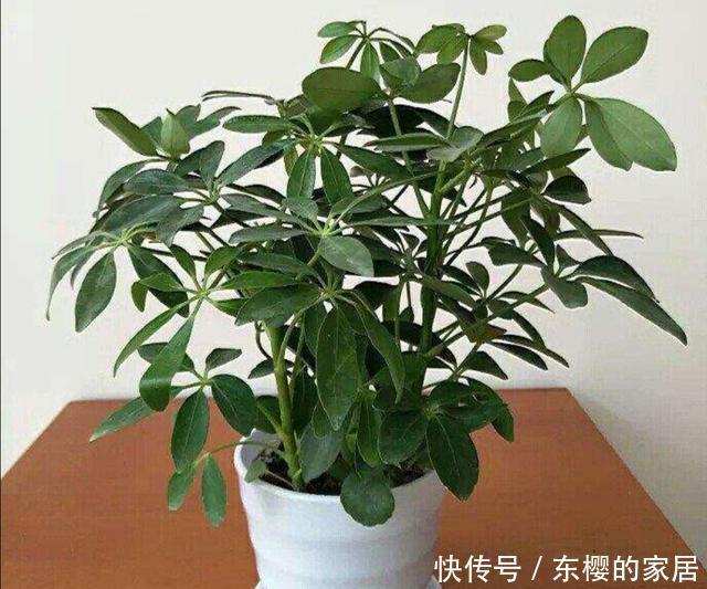  扦插|家中养鹅掌柴，注意几个细节，叶子浓绿，长得旺
