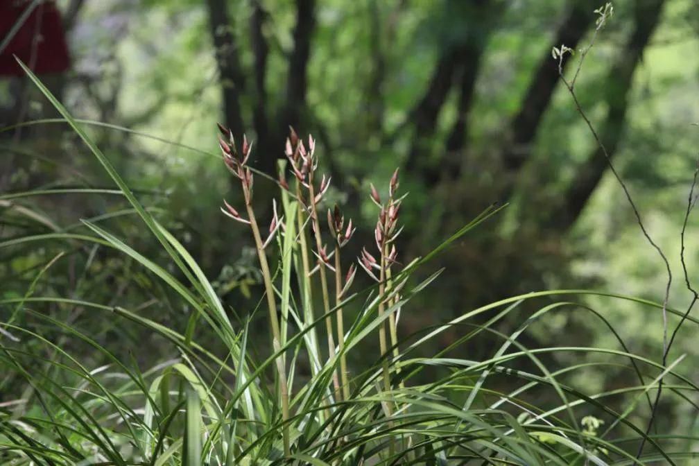  国家■保护秦岭 | 秦岭国家植物园发现 中国最北端野生蕙兰种群