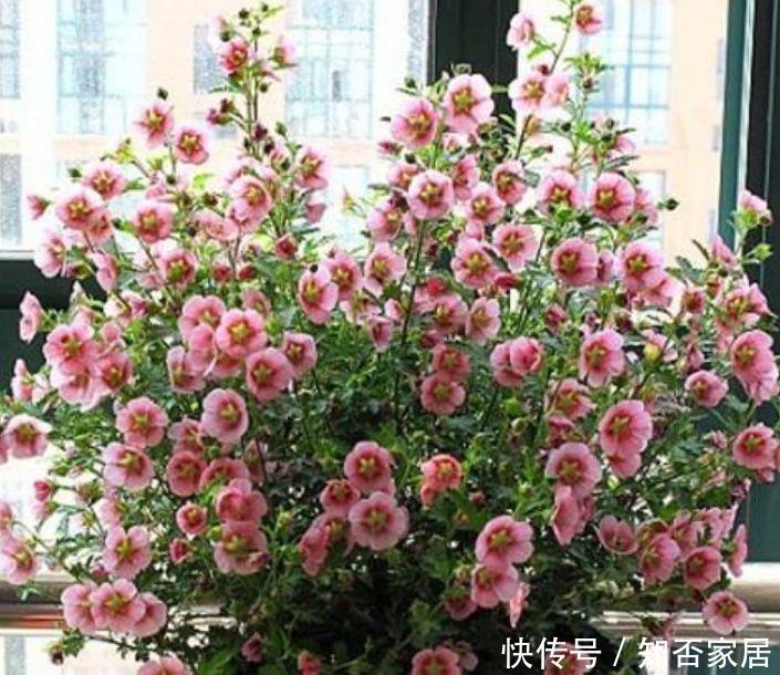 『长达』几种花最受宠,好养又漂亮,开成花球爆满盆,花期长达300天!