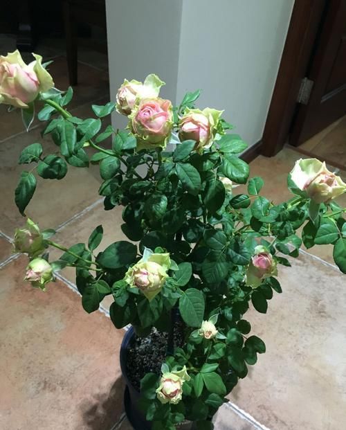 『此款』喜欢菊花,不如养此款花,浇点水就爆盆,色泽艳丽,超美