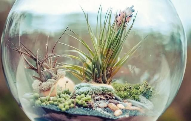  『布置在玻璃』在玻璃容器里布置的植物景观，栽培这些植物，都是很容易照顾的