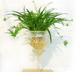小东西|路边捡点小东西,用来养水培植物,白根长满盆,再也不黄叶
