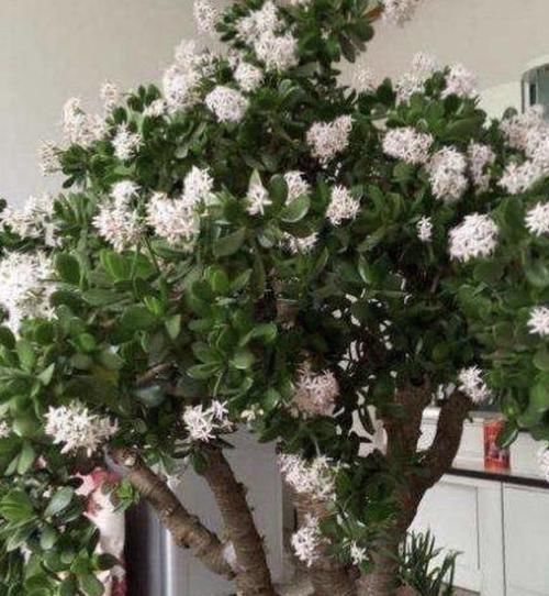 【此种】此种“盆景树”,叶片翠绿、肥厚,开花时像“花树”,养1盆镇宅