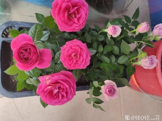  『缓苗』花市这种月季花，竟然是激素苗，难怪搬回家就死！