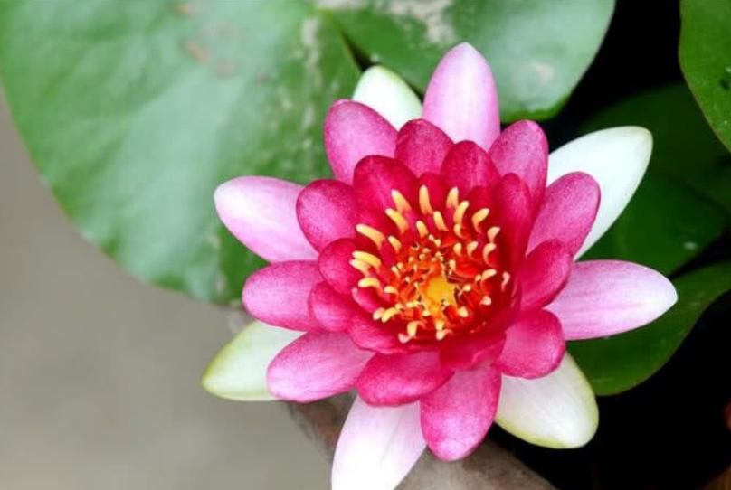  「鱼戏莲叶」城里人都爱养“它”，遇水就活，给点阳光就灿烂，开花爆盆满屋香
