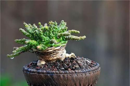  [植物]史上“最萌植物”的变态版来袭！