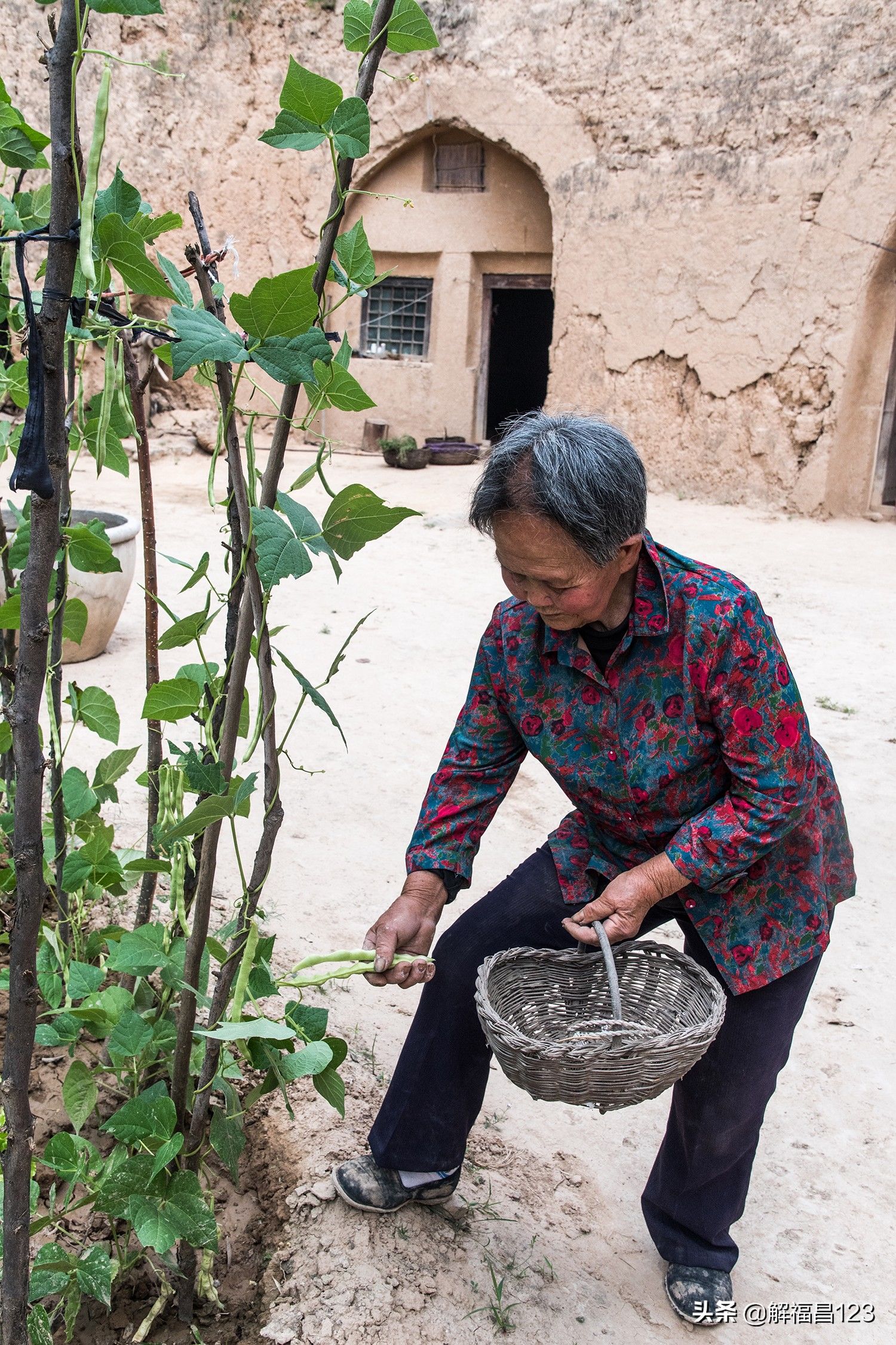 84岁母亲陪伴单身儿子在山里种60亩地，看看他们的生活吧