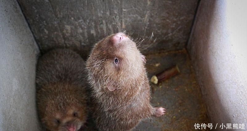  竹子开花：老人常说“竹子开花, 赶紧搬家”, 竹子开花有这么可