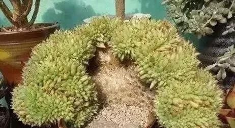  #观自#多年珍藏的生石花群生多肉，请欣赏！多肉植物说昨天观自在