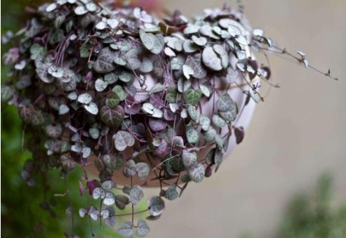 「值得」这四款花卉,漂亮不输玫瑰,全年都开花,好养易活,值得栽培!