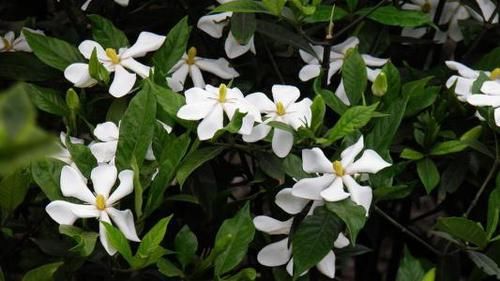  [栀子花]最厉害的养花营养液：给栀子花喝一勺，叶片翠绿，花开满枝头！