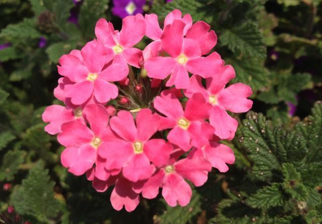  蓝眼睛：适合家养的5种花，非常喜欢光照，平时养在阳台，花量大花期长