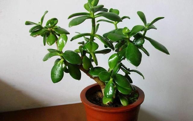 「家里」这两种植物养得好,稍微注意就能养出老桩来价值高气势好