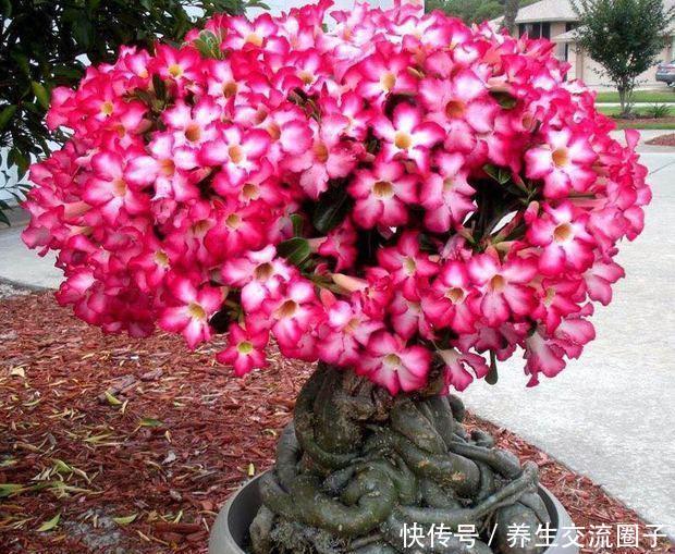  种花养草■此花俗称“最美盆栽花卉”, 再贵也要种2棵, 一年开6
