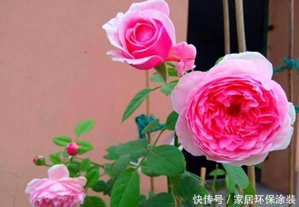 『细心』春天养花需要将伤害降到最低,搬动、浇水都要细心,才能根壮花朵
