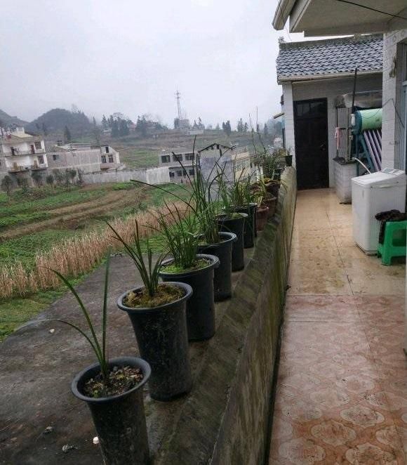  [放在室外]兰花室内 ，保暖是基础，十死九“闷”，室内一定要“通风”