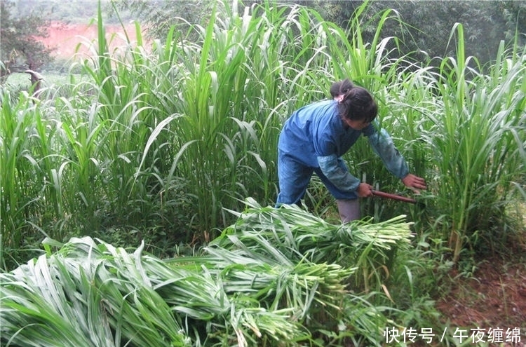  #我国#每年亩产15吨，牛羊鸡鸭鹅都能吃，引入我国20年，却推广