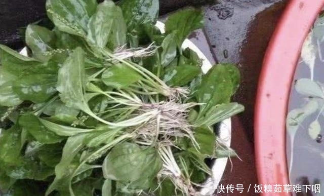  车前草@在井边，生长着1种“猪耳草”，叶片像“猪耳朵”，价值高，奇特
