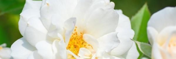 【种植】适宜夏天开始种植的植物有哪些?