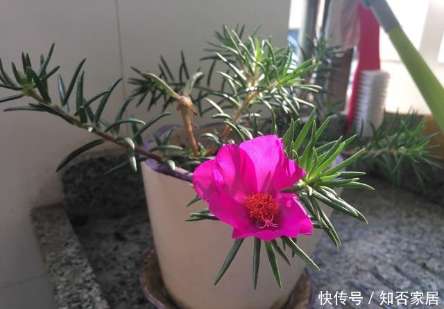  【扦插】扦插太阳花，记住1点，7天就开花，还能开成大花球，一次上百朵