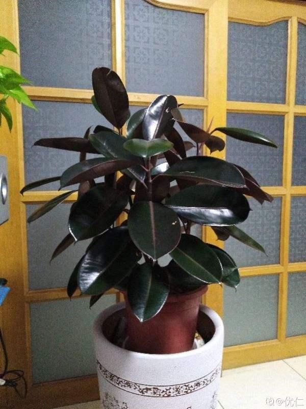  别太：好花都是浇死的，10种常见花，浇水别太勤快！