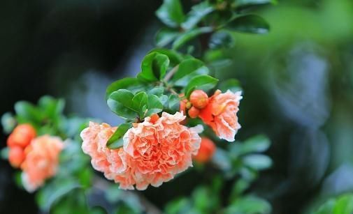  花色@养四季石榴，就养“3种”，花色多、花朵大，年年花开似“烟火”