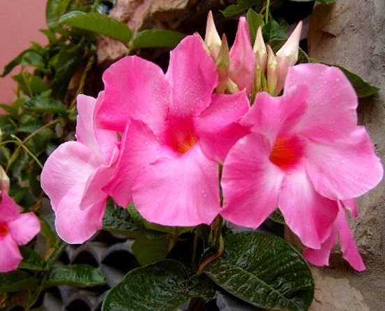 「好看」这几款花朵比菊花还好看,清新高雅,花朵一簇簇,开花繁盛惹人爱