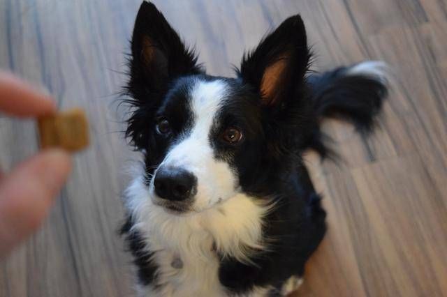 你可以请教专业的训狗师如何将奶酪融入到你的