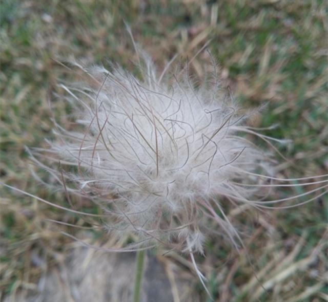 农村一野草，花像白发老头，根能治痔疮，看到请珍惜，40元一斤