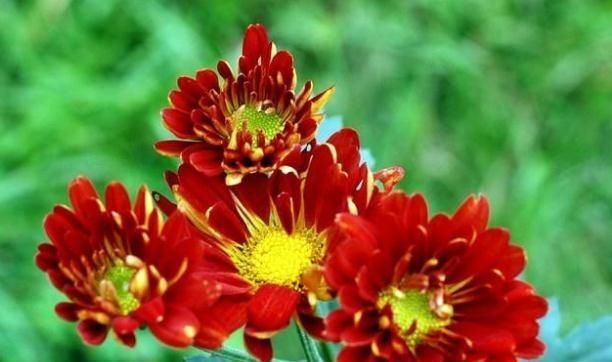  温度|这“3种花”放阳台，温度越高、花越旺，40度照样“盆盆爆”