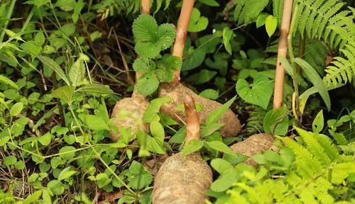  种植@山里人称“一根棍”的野草，根茎珍贵，城里1000块钱一斤买断货