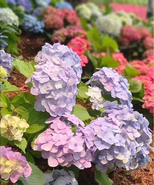  耐涝花@4种耐旱花，4种耐涝花，3种耐阴花，3种耐晒花，都是好养的懒人花