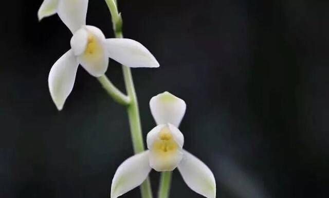  『芦苇』在叶芽和新根之后，兰花的老芦苇什么时候才能进入花盆呢？如何进行水资源管理？