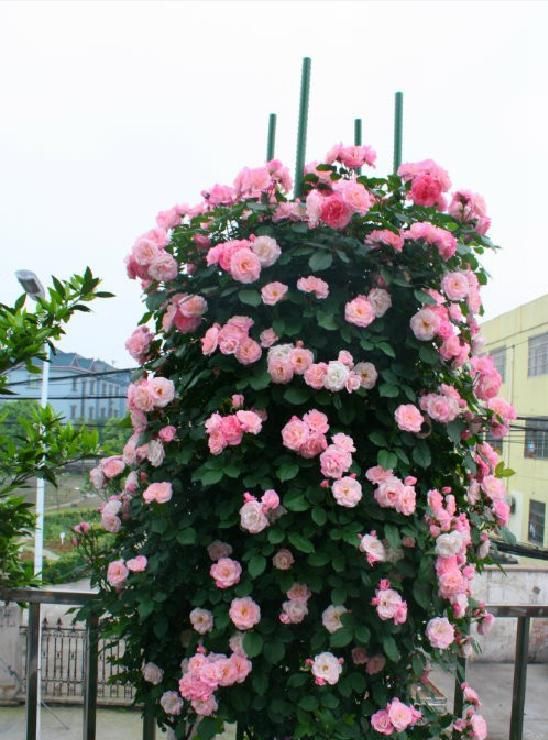 最快■长势最快的藤本月季,一年长成花墙,四季花开不断,盆栽也可以