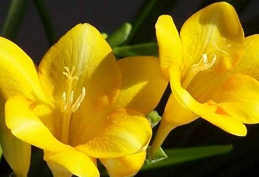  [款花]家里养花就养这4款花，比发财树更“旺宅”，花型独特又美观