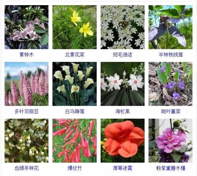  【品种】400种 · 观花植物品种大全，值得收藏