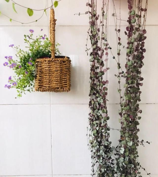  [窜成]18种花，挂窗台窜成绿窗帘，天热了遮阴真凉快！