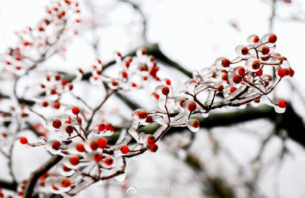 黄山景区现大面积雾凇奇观 本周将迎降雪