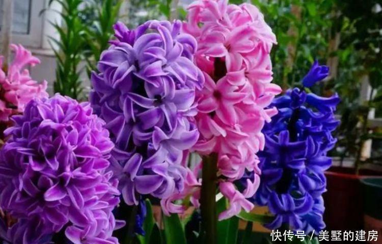  家里@家里阳台必养此款花卉，花色繁多，具有较高的观赏价值