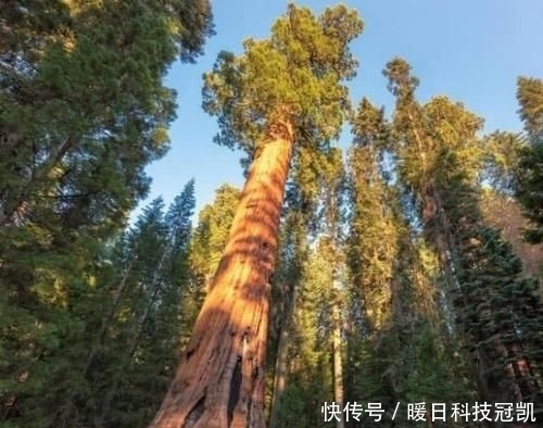 『悲惨』世界上最“悲惨”的树,被掏空修建公路,寿命却只保持了130年
