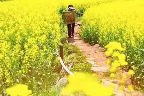 2019国内赏花胜地时间表来袭！满城春色正撩人，再不去就要被游客