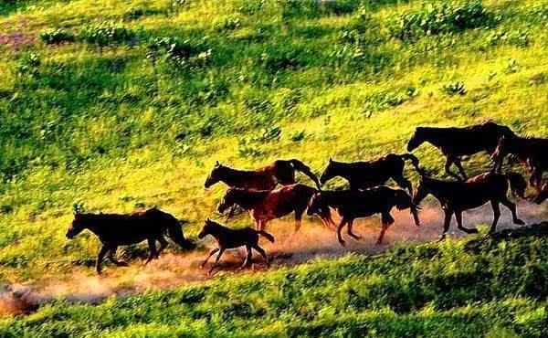 在新疆，有一种旅行，叫公路旅行