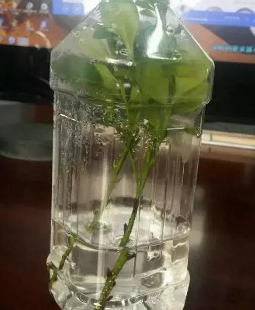 【花钱买】“4种花”不用花钱买,折根枝条放水中,半个月生根,好养活的很