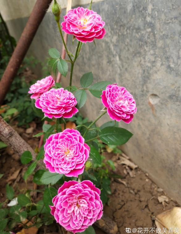 #死翘翘#天热了,别给花乱施肥,小心烧根死翘翘